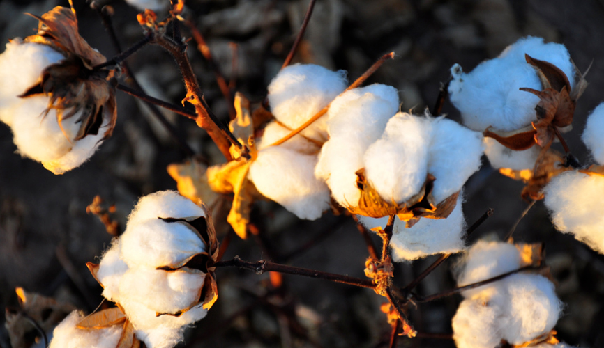 cotton plant