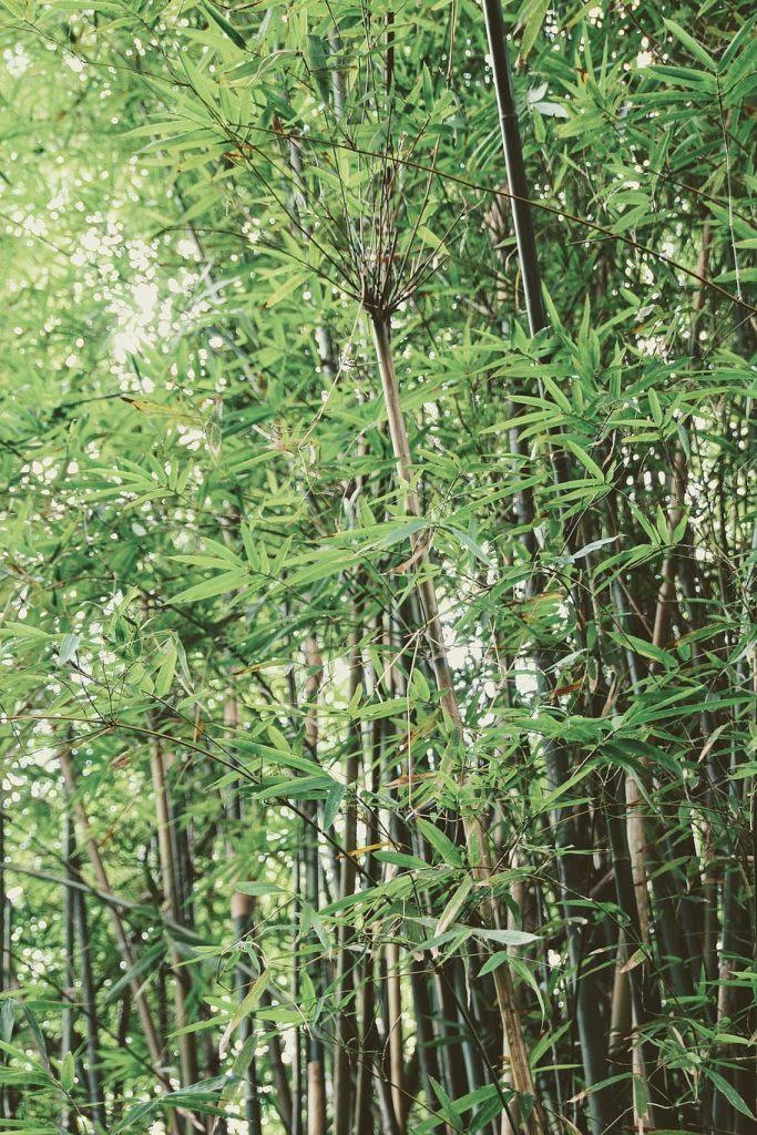 chinese bamboo